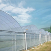 Multi-Span Plastic Greenhouse