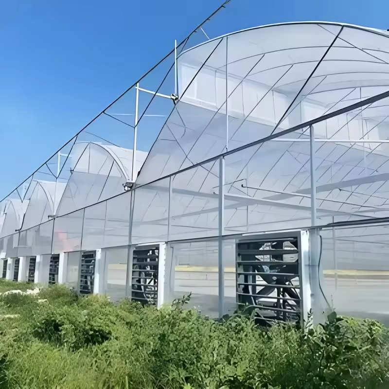 Sawtooth Film Multi-Span Greenhouse