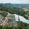 Multi-Span Plastic Greenhouse