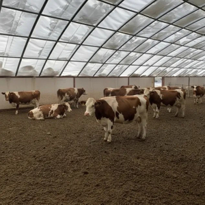 Livestock Breeding Shelter Greenhouse