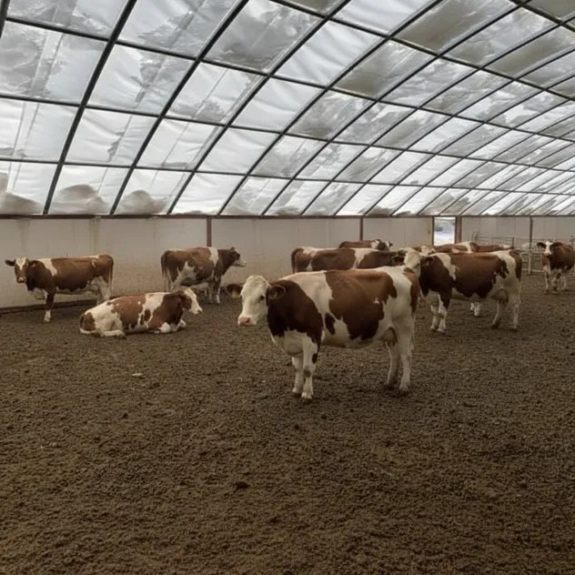 Livestock Breeding Shelter Greenhouse