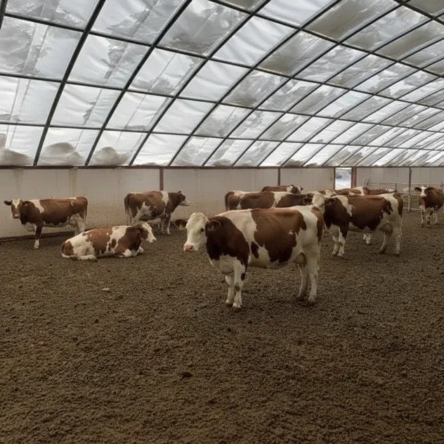 Livestock Breeding Shelter Greenhouse