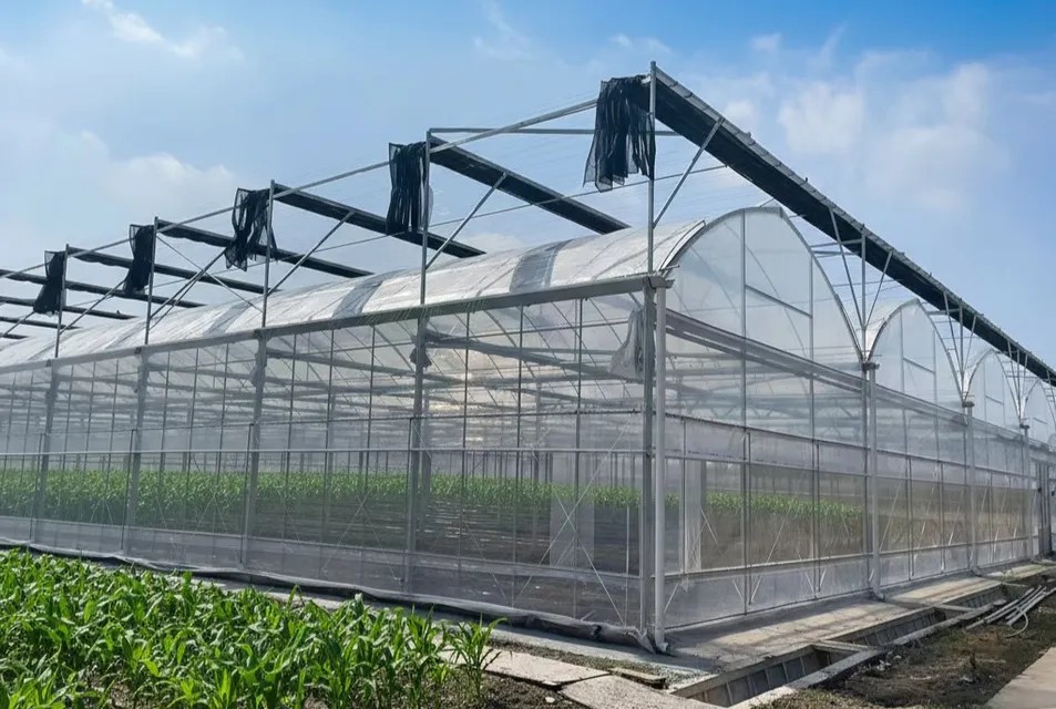 Multi-span greenhouse
