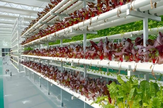 Steel Frame glass Greenhouse