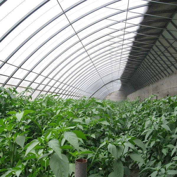 Galvanized Steel Greenhouse