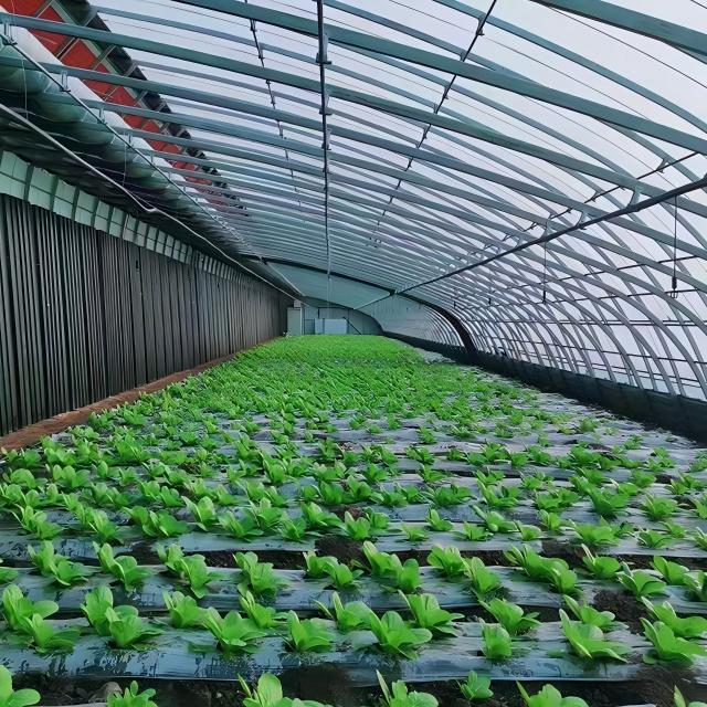 PE Film Greenhouse
