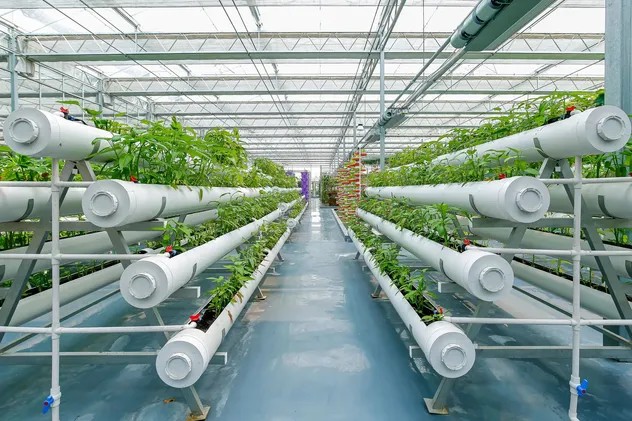 greenhouse structure